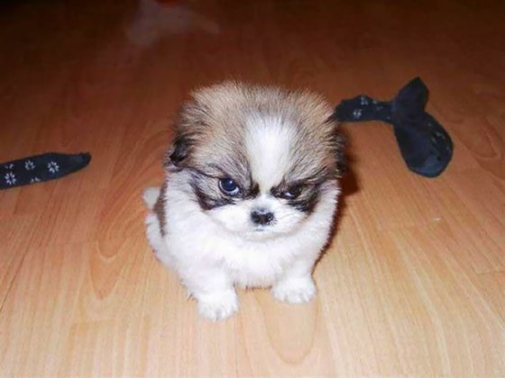 angry dog.jpg