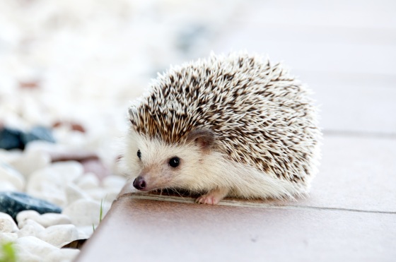 hedgehog-animal-baby-cute-50577.jpg